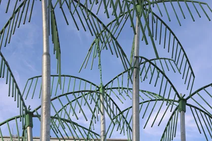 Palm23_1213