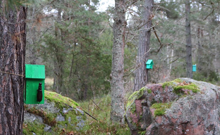 LjusiLangangen_grona