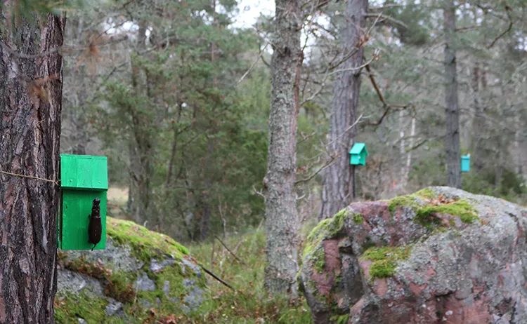 LjusiLangangen_grona